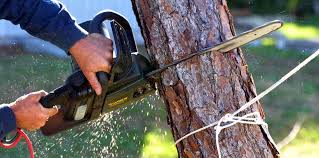 Best Tree Maintenance Programs  in Mount Hore, WI