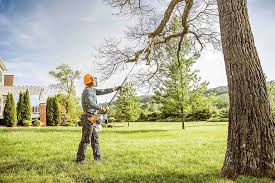 Best Tree Trimming and Pruning  in Mount Hore, WI