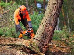 Why Choose Our Tree Removal Services in Mount Hore, WI?