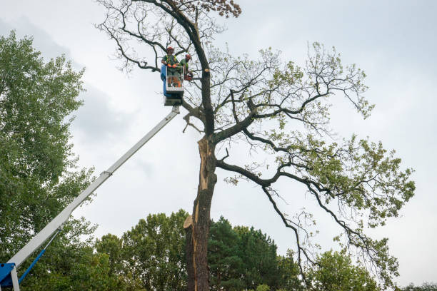 Best Commercial Tree Services  in Mount Hore, WI