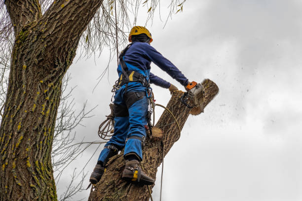 Best Tree Mulching Services  in Mount Hore, WI