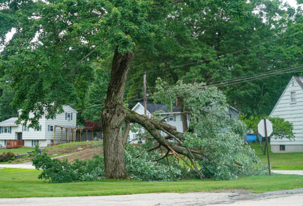 Best Tree and Shrub Care  in Mount Hore, WI