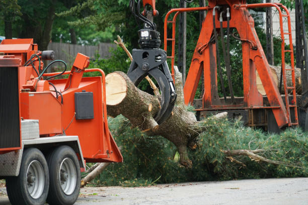  Mount Hore, WI Tree Services Pros