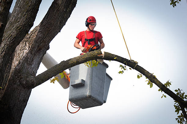 Best Tree Cabling and Bracing  in Mount Hore, WI