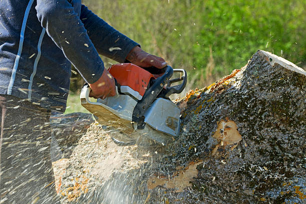 Best Stump Grinding and Removal  in Mount Hore, WI