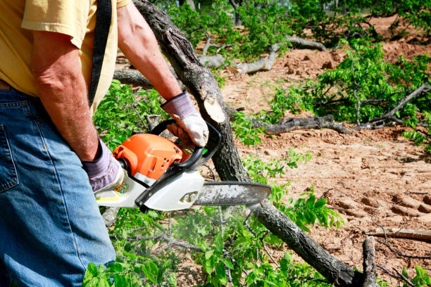 Best Emergency Tree Removal  in Mount Hore, WI